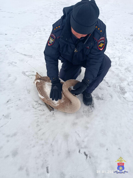 Полицейский спас лебедя 