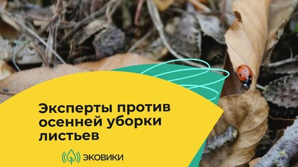 ЭКА призывает россиян высказаться против уборки осенней листвы