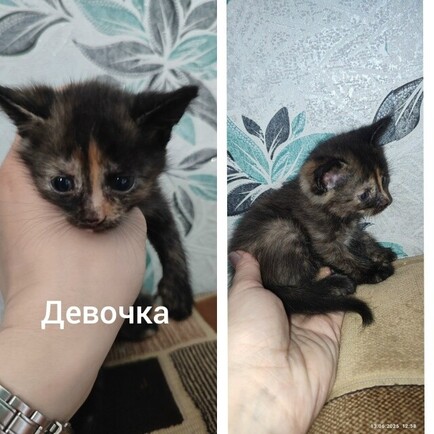 СЧАСТЬЕ — В ДОБРЫЕ РУКИ 