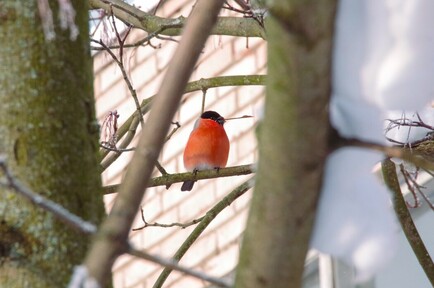 Снегирь: кто он такой и чем живет Снегирь: кто он такой и чем живет